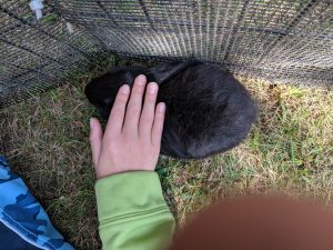 Pony Rides September 2 bunnies to pet while you wait for a ride