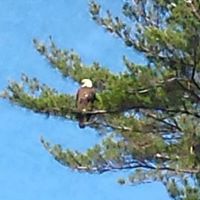 wildlife at bowdish bald eagle