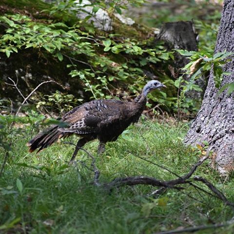 wildlife at bowdish wild turkey