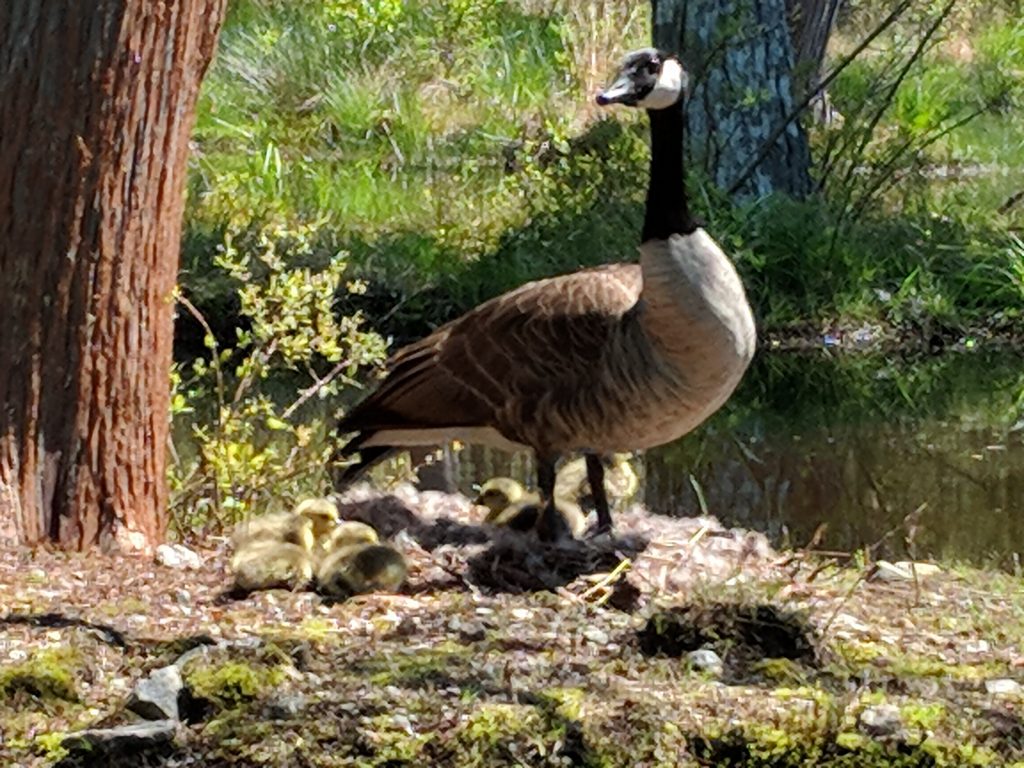 Wildlife at Bowdish Lake Canada Goose with nest