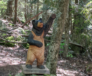 Camping toilet does a wild bear poop in the woods