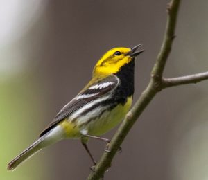 wildlife at bowdish black throated warbler