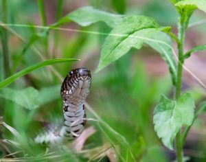 wildlife at bowdish water snake