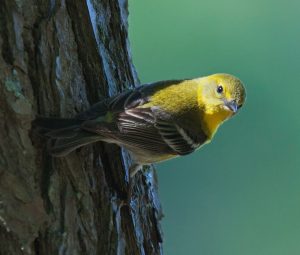 wildlife at bowdish pine warbler