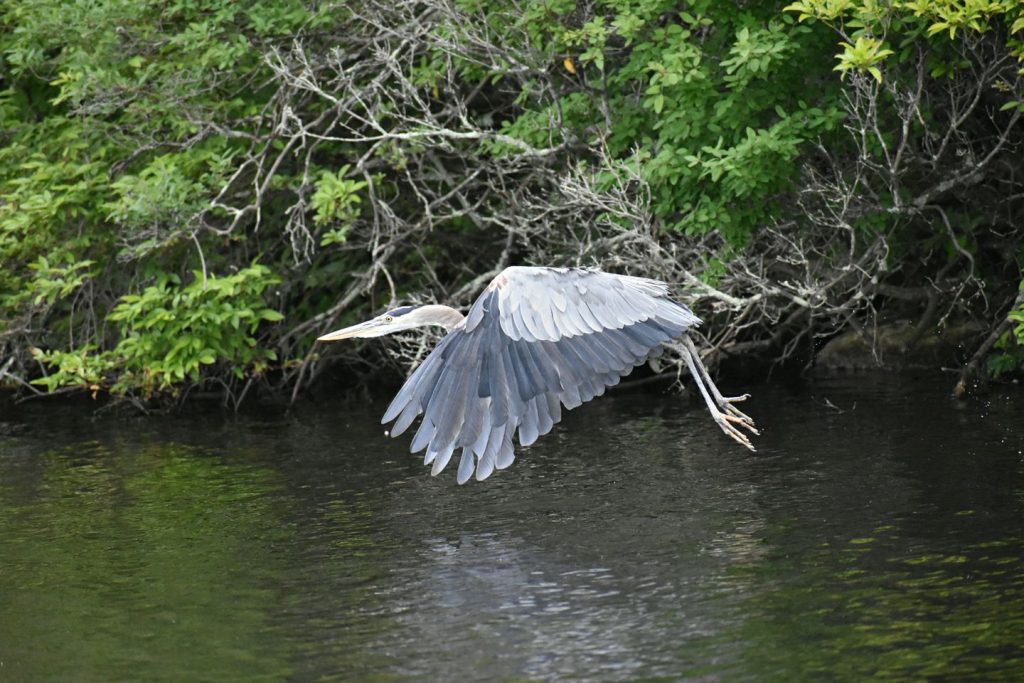 wildlife at bowdish blue heron