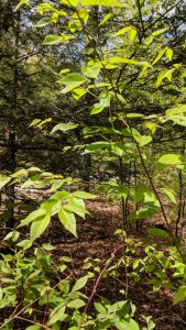 Camping Update 2021 trees are leafing out