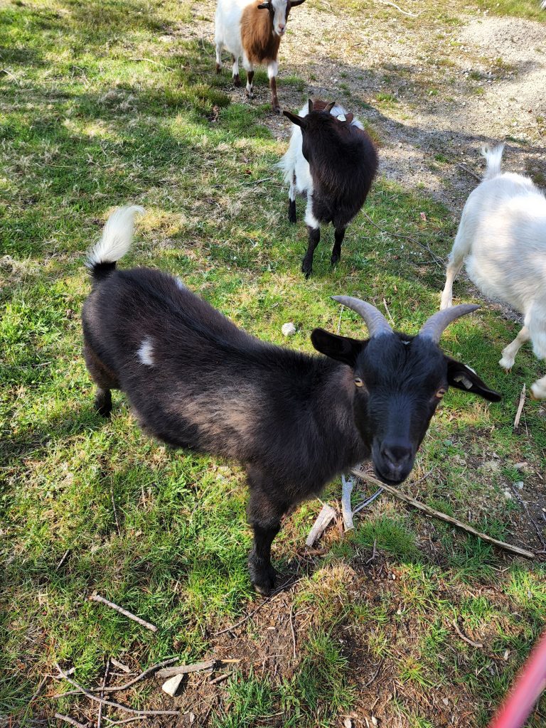 Camp Petting Zoo fainting goats