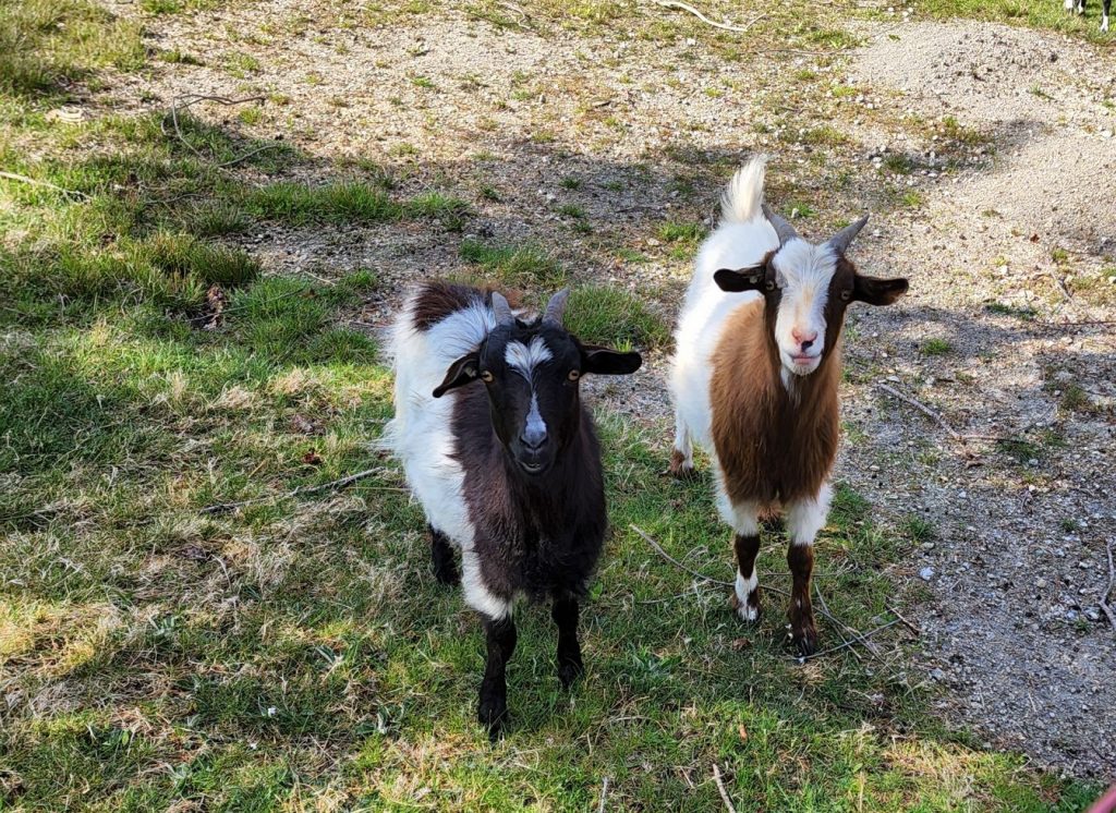 Camp Petting Zoo goats
