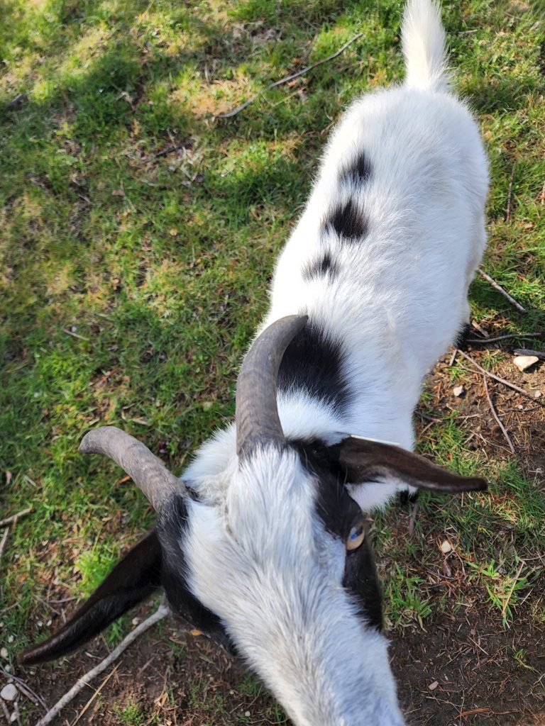 Camp Petting Zoo come feed the goats