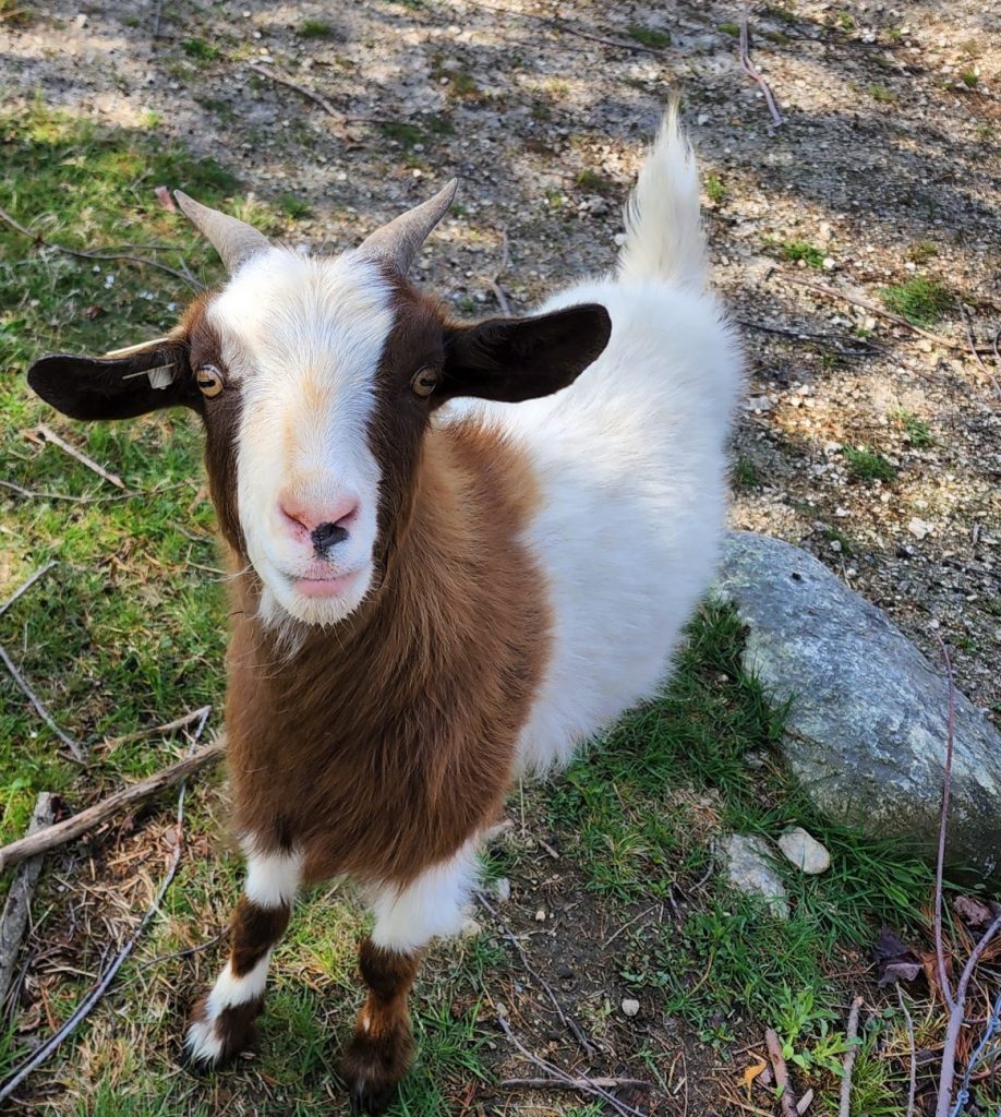 Brown and White Fainting Goat