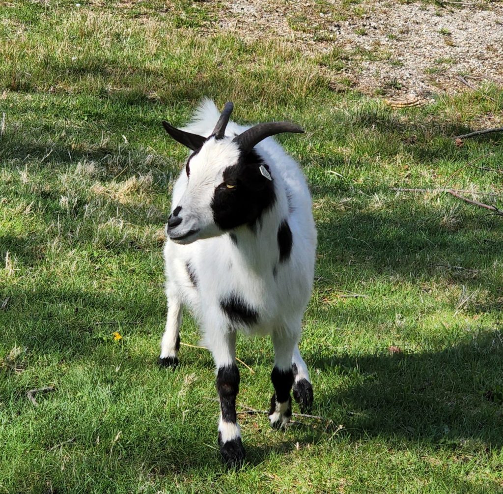 Black and White Fainting Goat