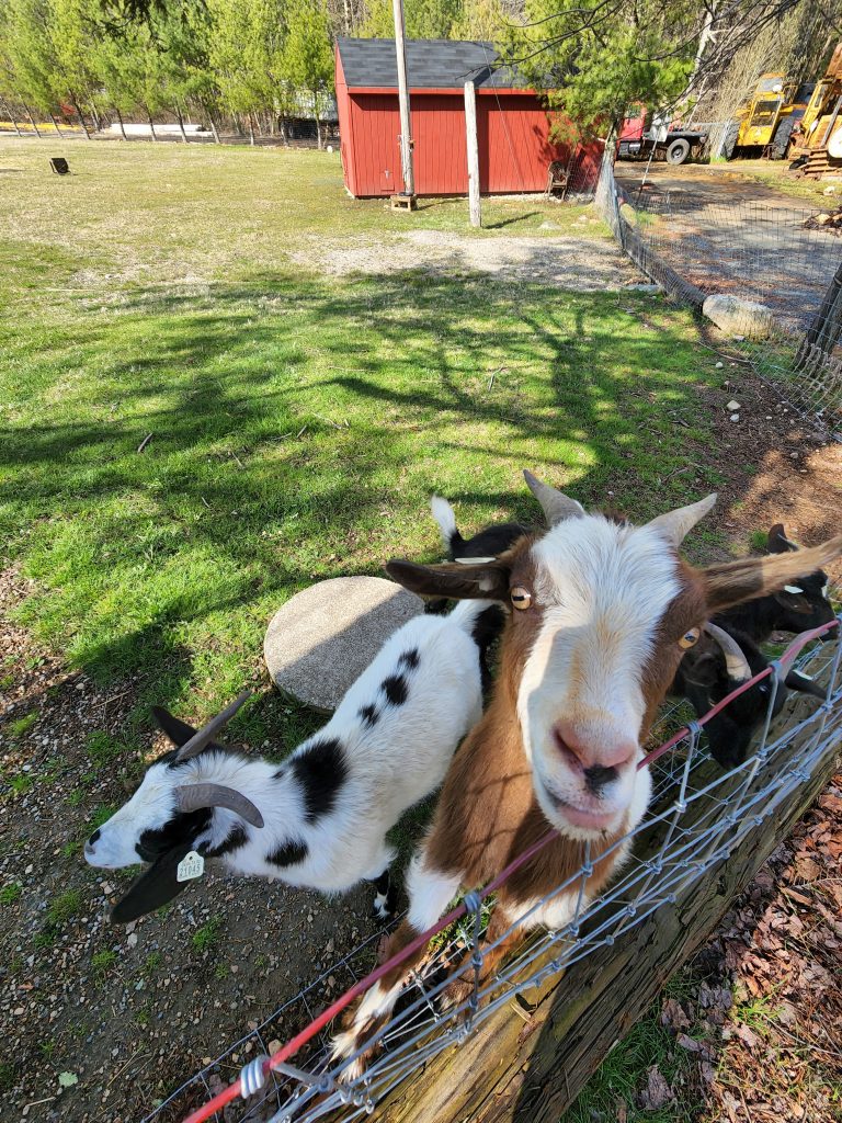 campground activities petting zoo farm animals