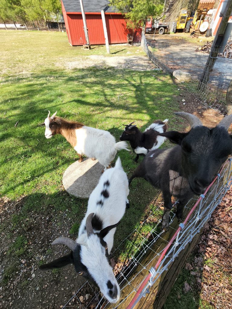 Fainting Goats