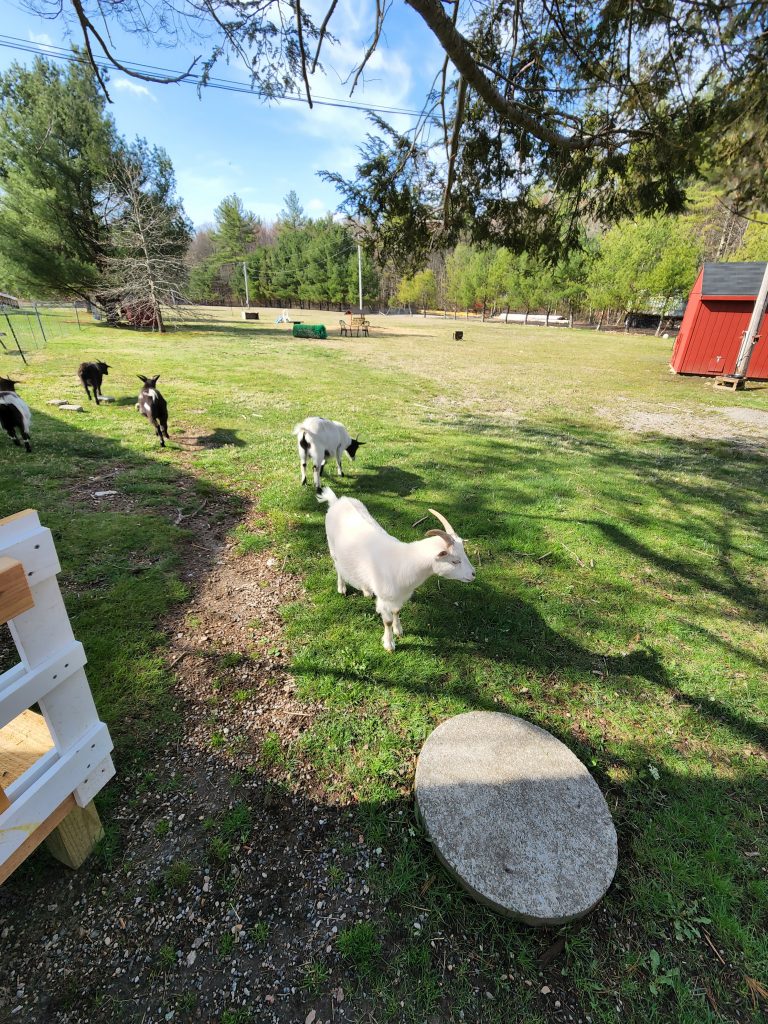 Fainting Goats in Safari Field