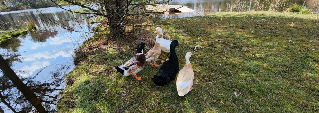 Ducks at the pond