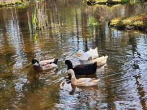 Spring Welcome 2022 Ducks on the pond