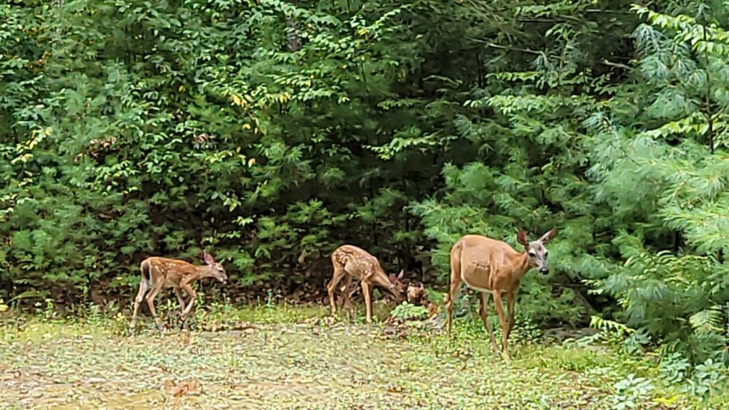 wildlife at bowdish doe with two fawns
