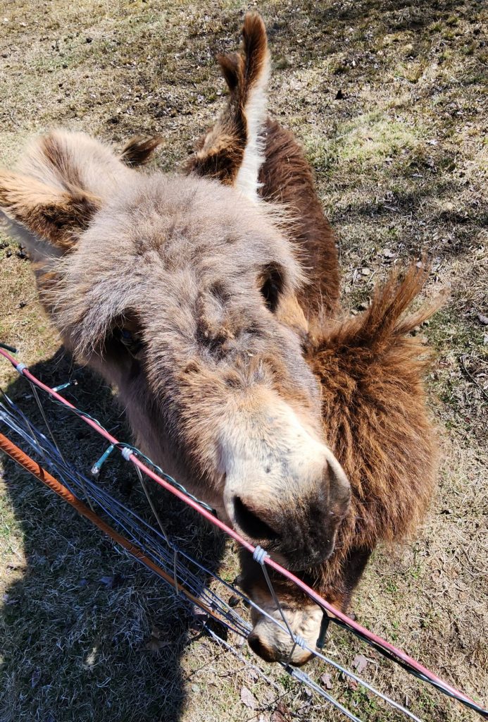 Miniature Donkeys