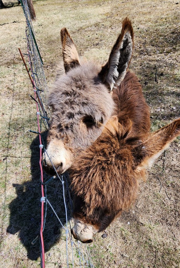 Camp Petting Zoo Miniature Donkeys