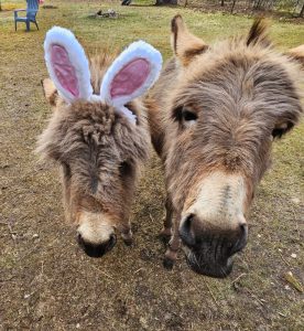 Easter Donkeys